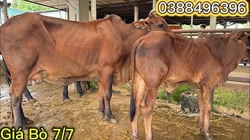 Mẹ Con Ôm Chữa Cái Tơ Víp 22Tr Cùng Nhieu Bò Độ Trong Video lh 0388496396